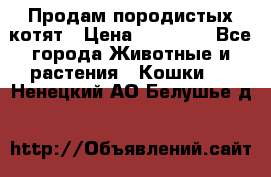 Продам породистых котят › Цена ­ 15 000 - Все города Животные и растения » Кошки   . Ненецкий АО,Белушье д.